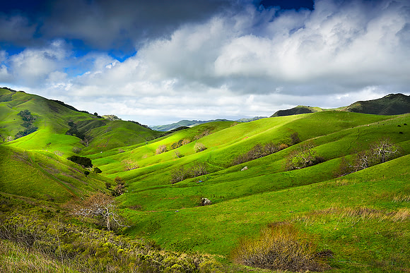 Central Coast , Ca  Winter Green