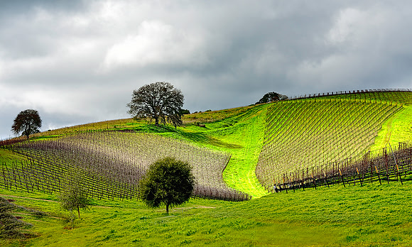 Vineyards Central Coast
