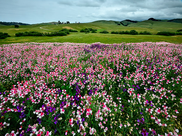 Wild Sweet Peas Central Coast, Ca