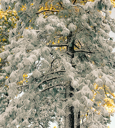 FRESH SNOW GRASS VALLEY.CA