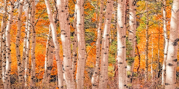 Aspens Bishop Creek,Ca