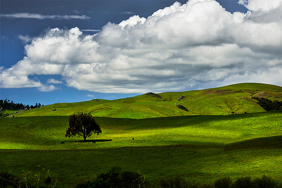 Lone Tree Spring Time, Cambria, Ca