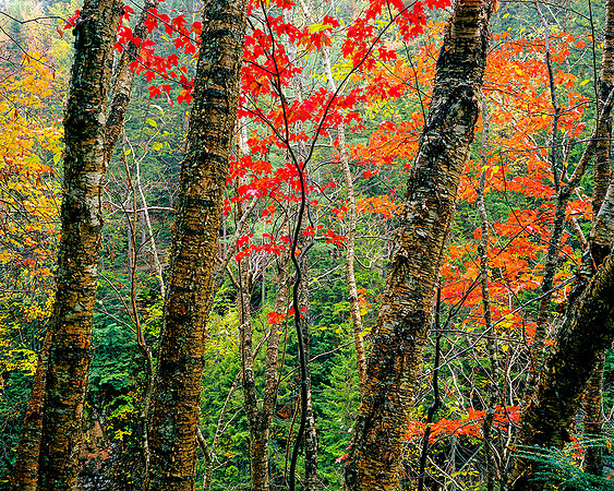 NEW HAMPSHIRE DELIGHT