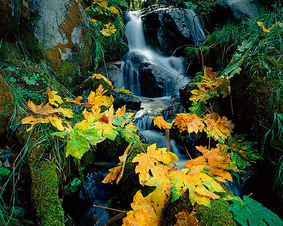 LEAVES ON CREEK SIERRA FOOTHILLS,CA