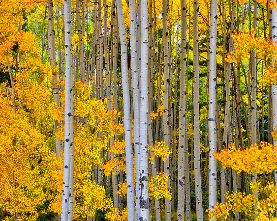 ASPENS NEAR CHARMA NEW MEXICO