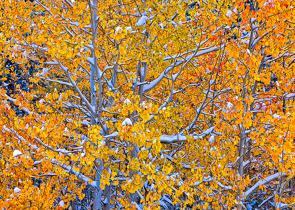 BISHOP CREEK FIRST SNOW HIGH SIERRA,CA