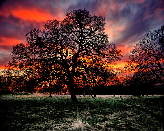 OAK TREE SUNSET FOOTHILLS, CA