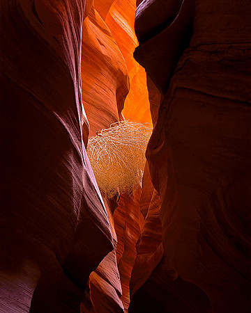 Tumble Weed Antelope Canyon Az