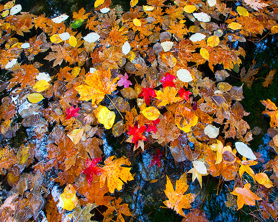 LEAVES FERN SPRINGS