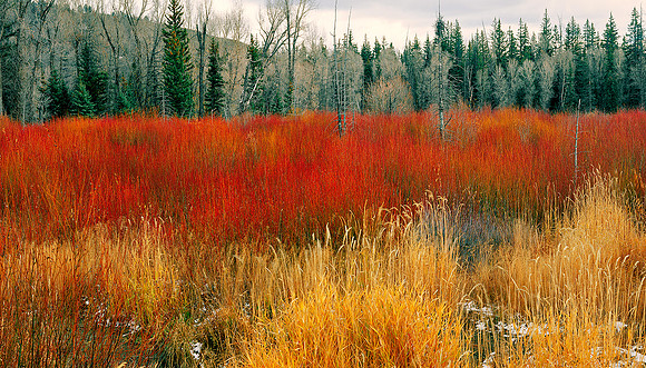 REEDS & GRASS JACKSON HOLE WY