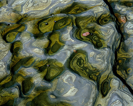 TIDE POOL POINT LOBOS, CA