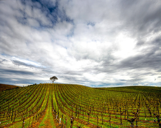 LONE TREE VINEYARD CENTRAL COAST,CA