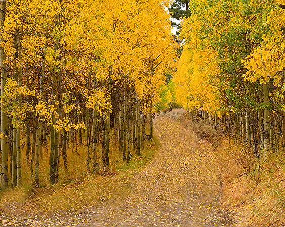 road to happiness