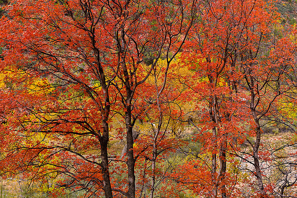CANYON TREE
