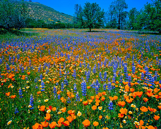 SHELL CREEK CENTRAL COAST,CA