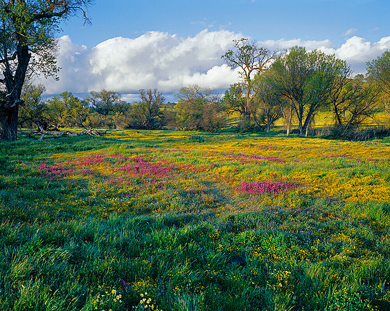 SHELL CREEK CENTRAL COAST,CA