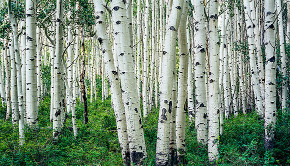 ASPEN TREES DALLAS DIVIDE,UTAH