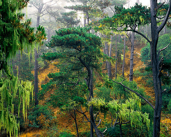 PINES IN  FOG CAMBRIA, CA