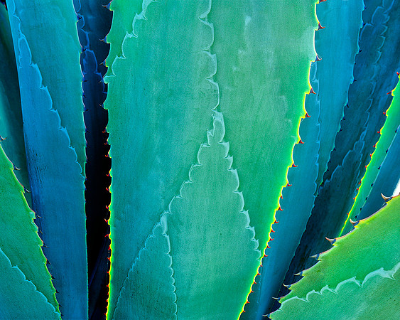 AGAVE