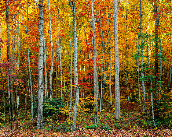 SMOKEY MTS, TENN.