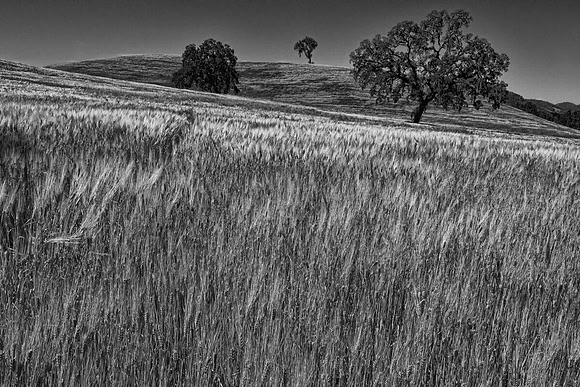 OAK TREES & WHEAT