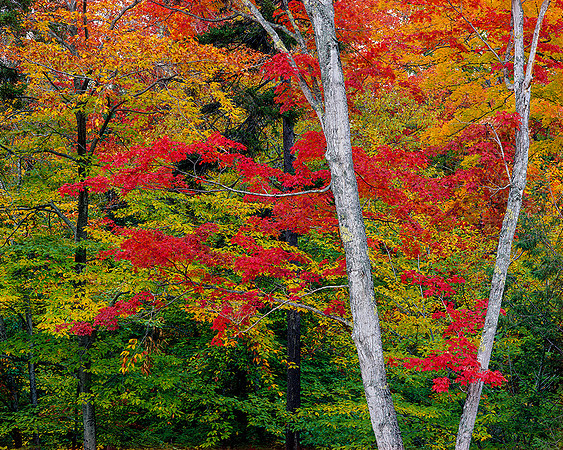 NEW HAMPSHIRE DELIGHT