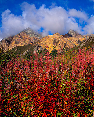 FIREWEED ALASKA