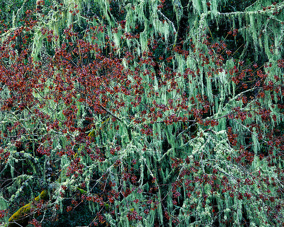OLD MANS BEARD CENTRAL COAST,CA
