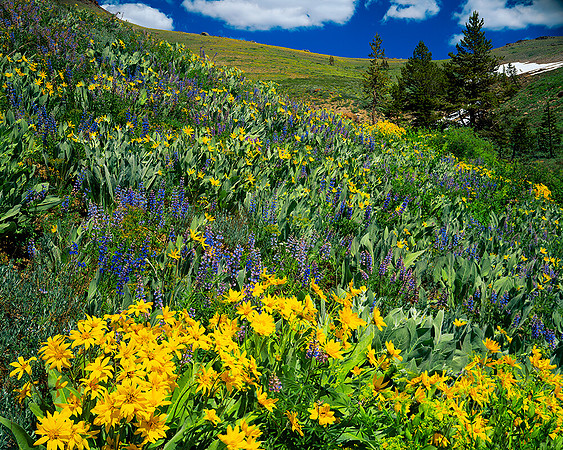 CARSON PASS SIERRA NEVADA MTS CA