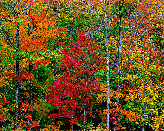 NEW HAMPSHIRE DELIGHT # 2