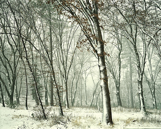 OKS IN SNOW GRASS VALLEY,CA