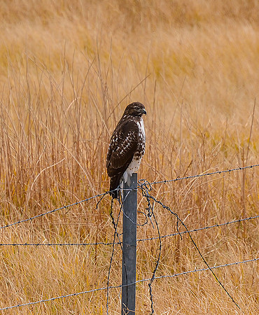 YOUNG RED TAIL HAWK