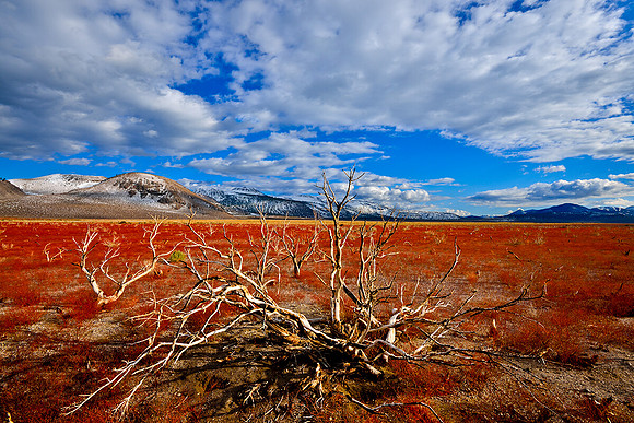 BONE YARD MONO LAKE, CA