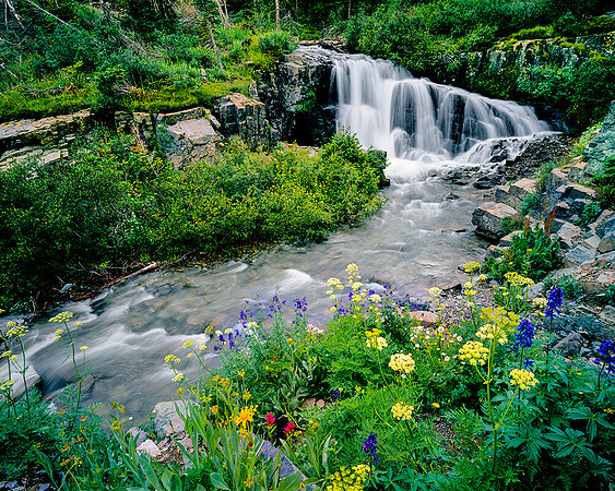 FLOWERS & WATERFALL YANKEE BASIN, CO