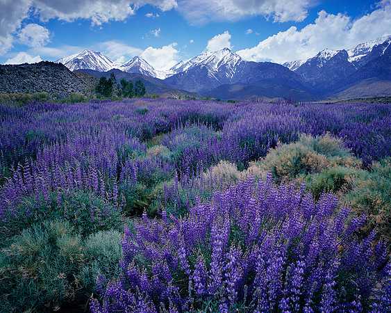 LUPINES EASTERN SIERRA,CA