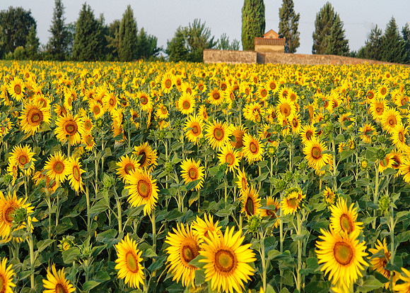 TUSCAN SUNFLOWERS, ITALY