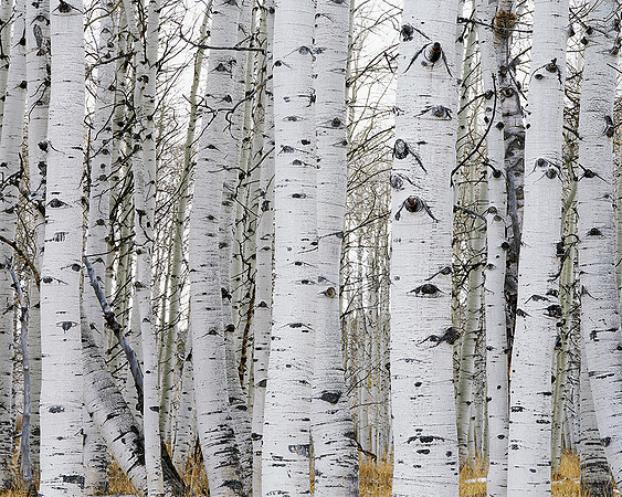 Aspens in Winter Zion Park, Utah