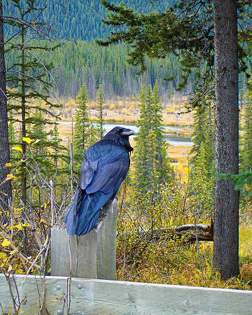 PANHANDLER JASPER PARK, CANADA